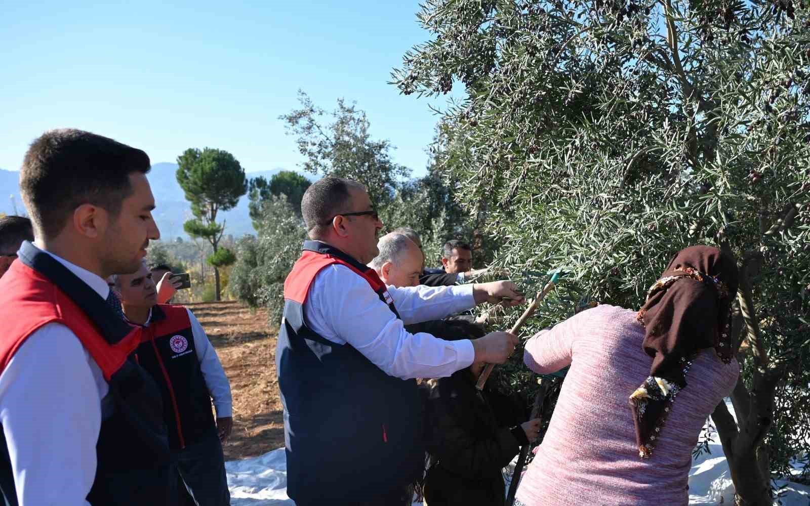 Denizli zeytincilikte Türkiye’de 14, Ege’de 5’inci sırada
