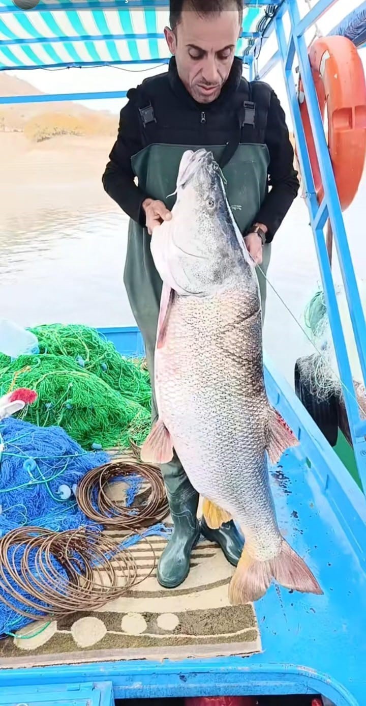 Elazığ’da balıkçının ağına 46 kiloluk turna balığı takıldı
