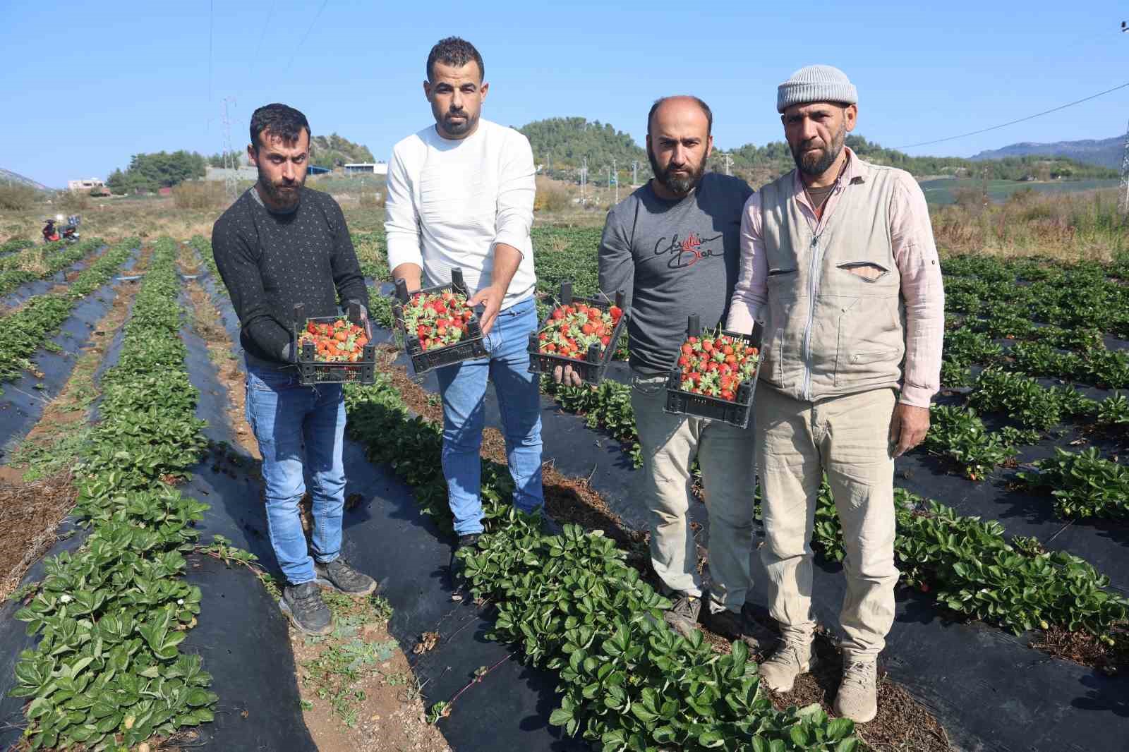 Bereketli topraklarda çilekte son hasat: Tarla fiyatı 120 lira
