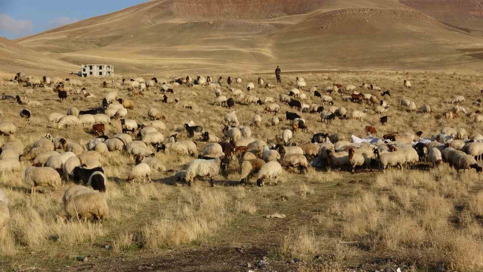 Van’ın küçükbaş hayvancılığına 200 bin koyunla rekor destek
