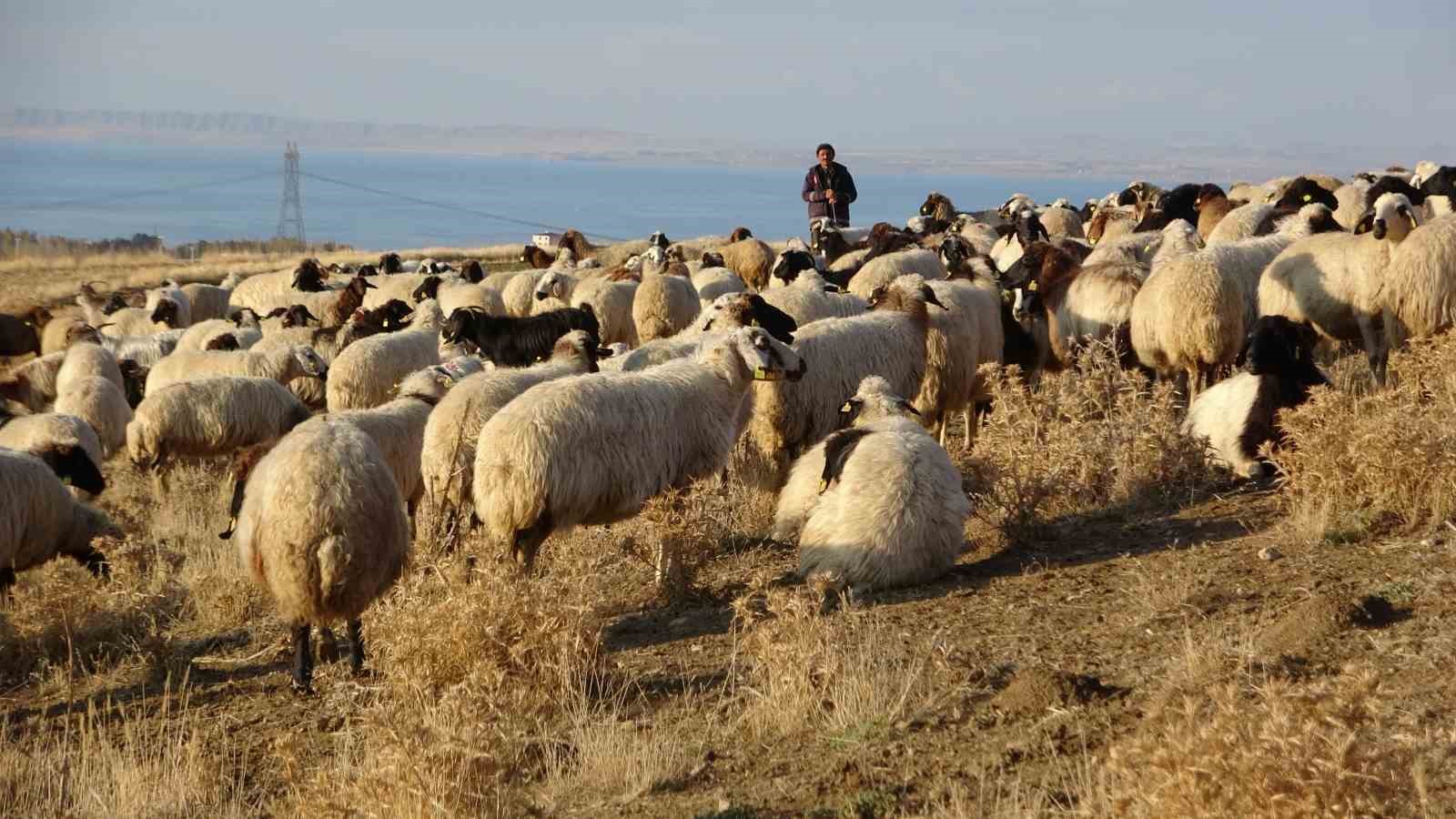 Van’ın küçükbaş hayvancılığına 200 bin koyunla rekor destek
