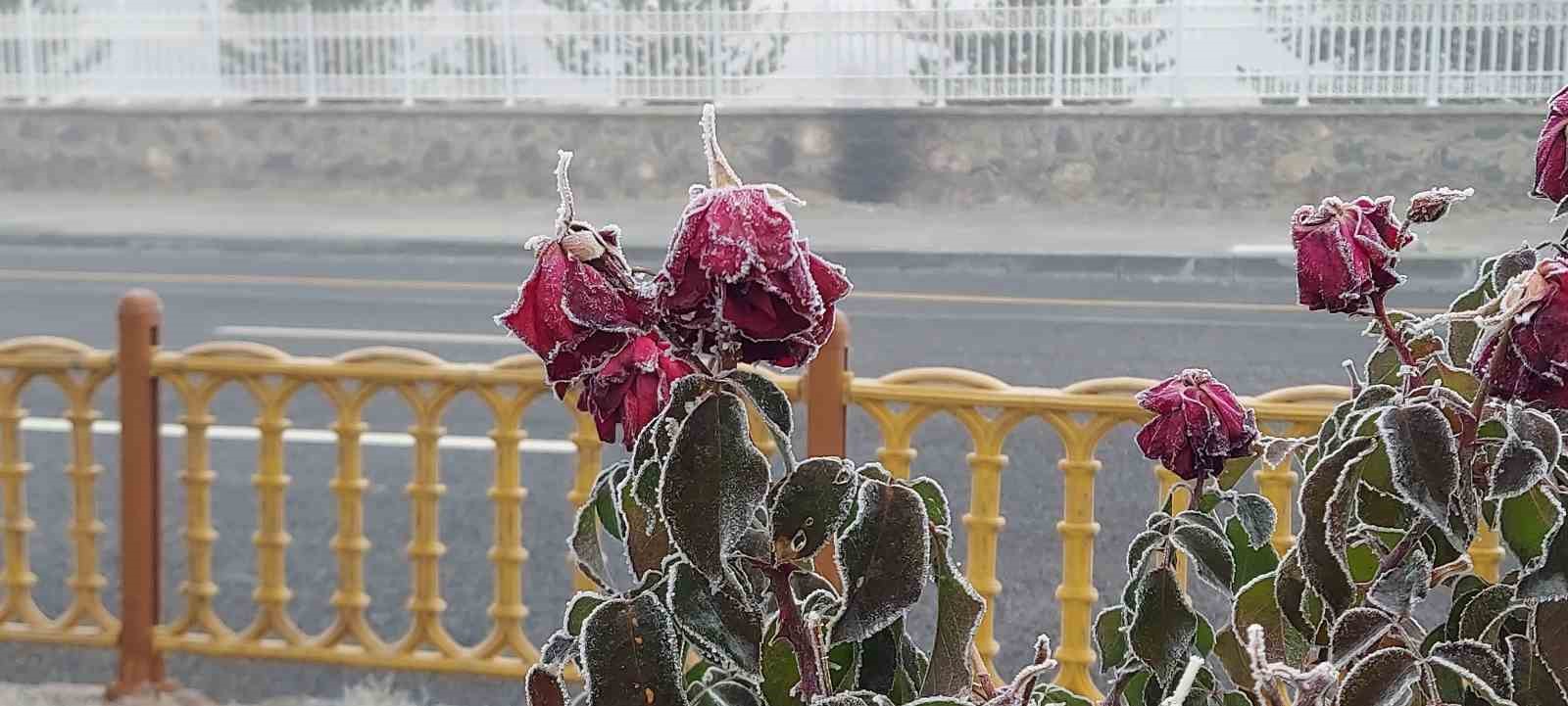 Erzurum buz kesti, sis şehri örttü
