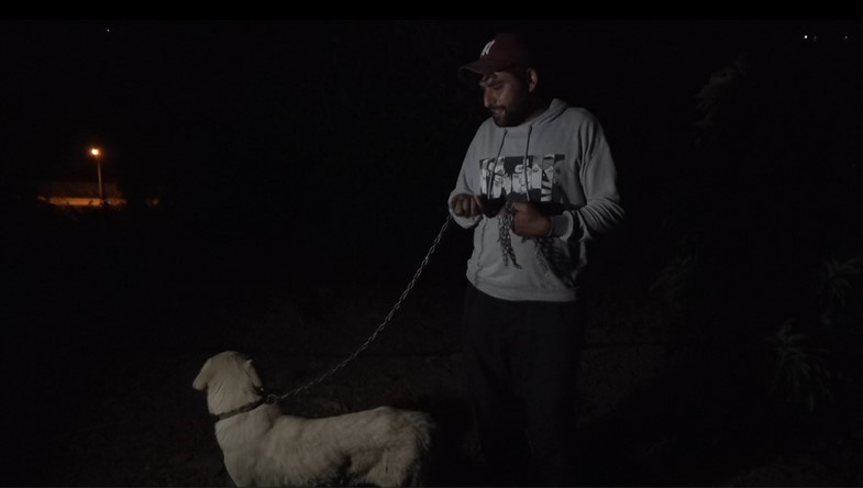 Alanya’da Avokadoya dikenli tel ve çoban köpekli koruma
