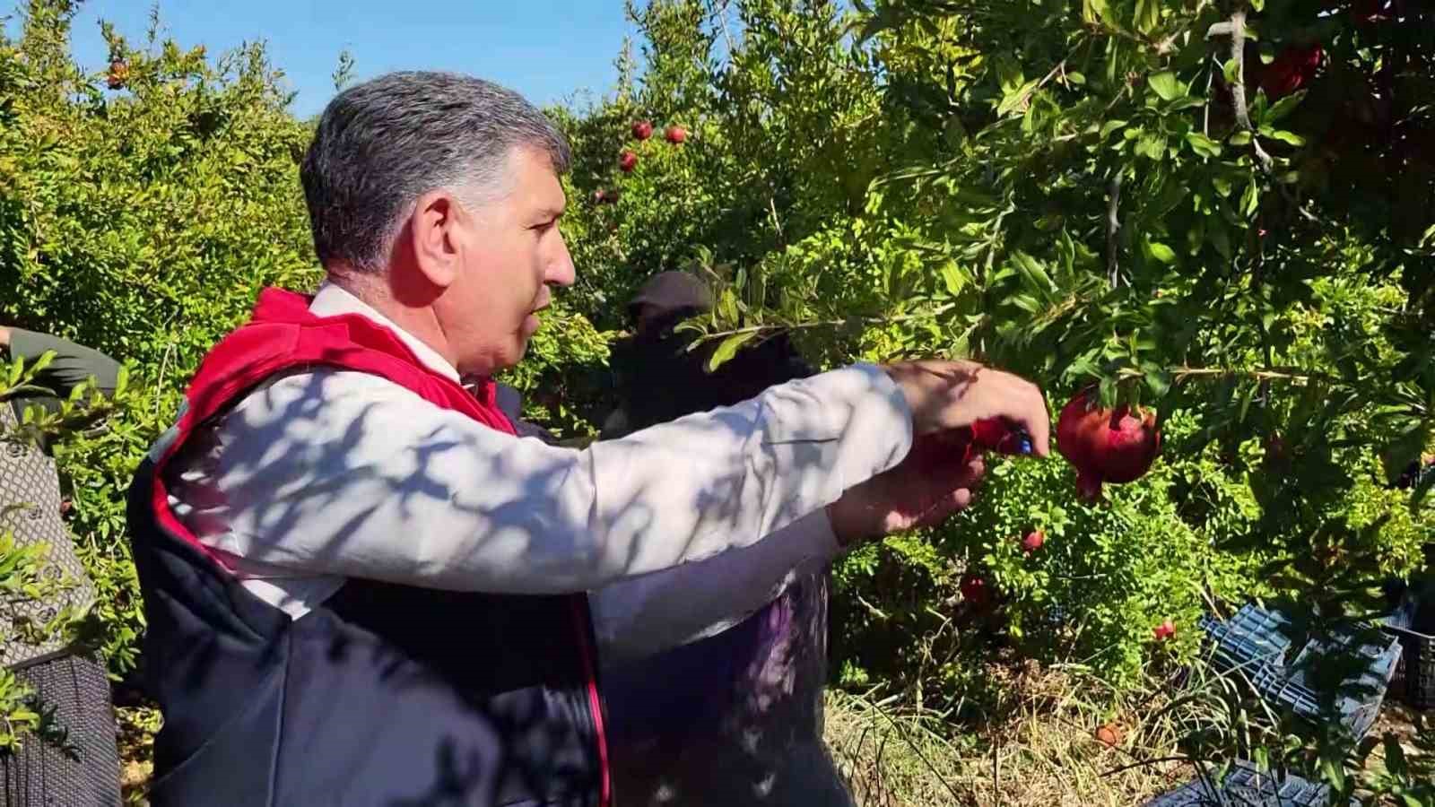 Adıyaman’ın organik narları Avrupa yolcusu
