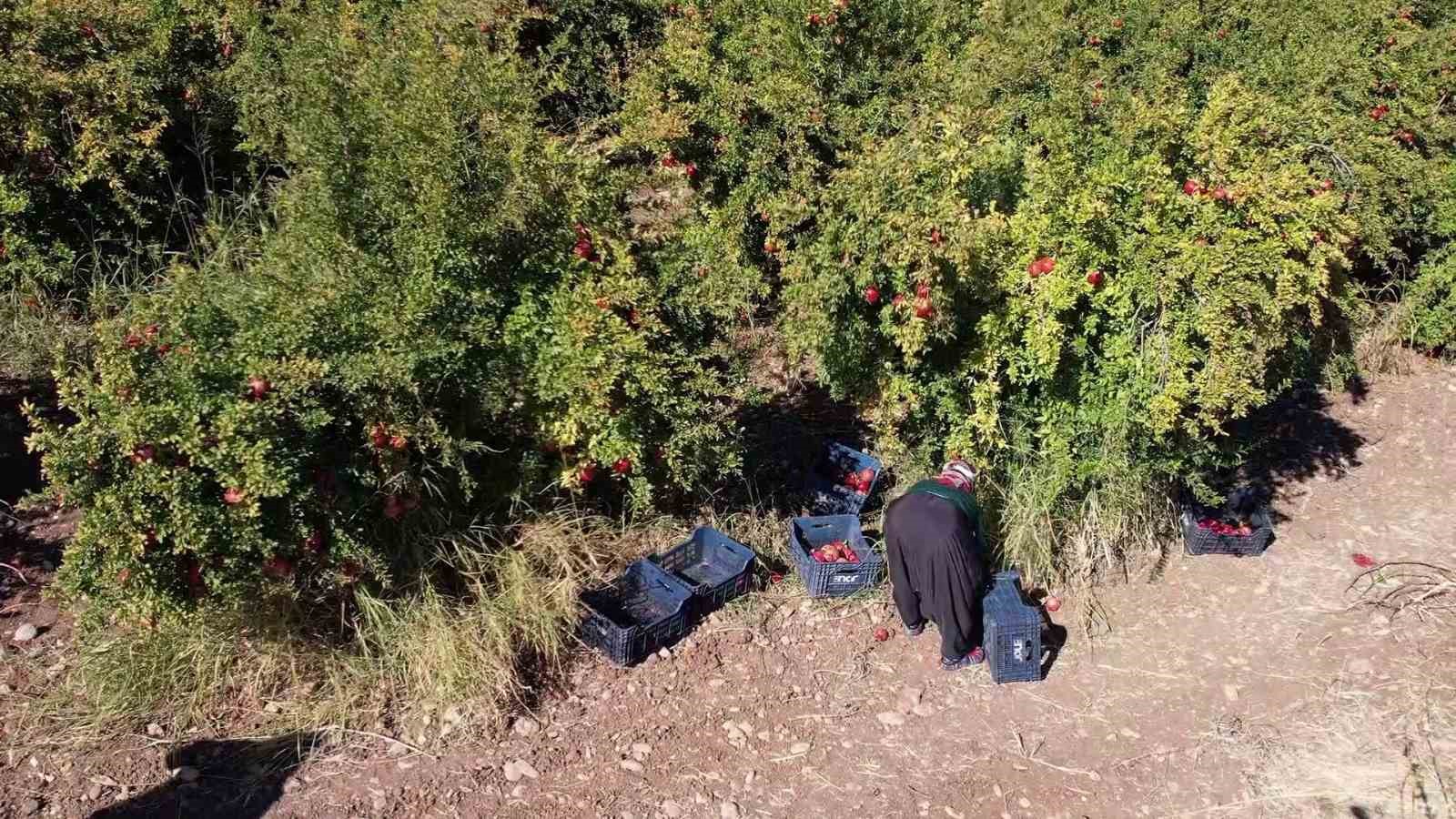 Adıyaman’ın organik narları Avrupa yolcusu
