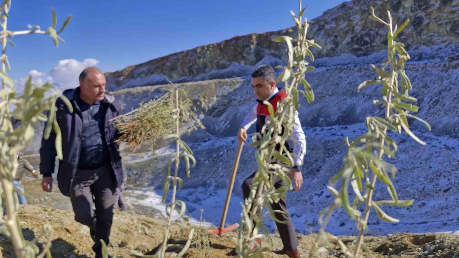 Meralara tuz çalısı fidesi dikimi yapıldı
