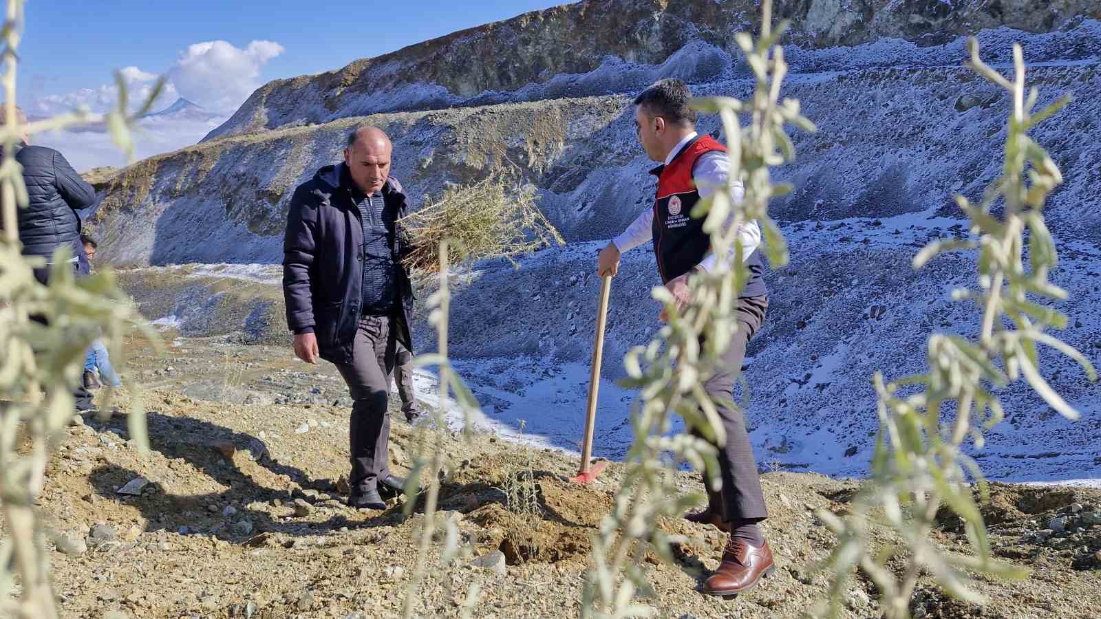 Meralara tuz çalısı fidesi dikimi yapıldı
