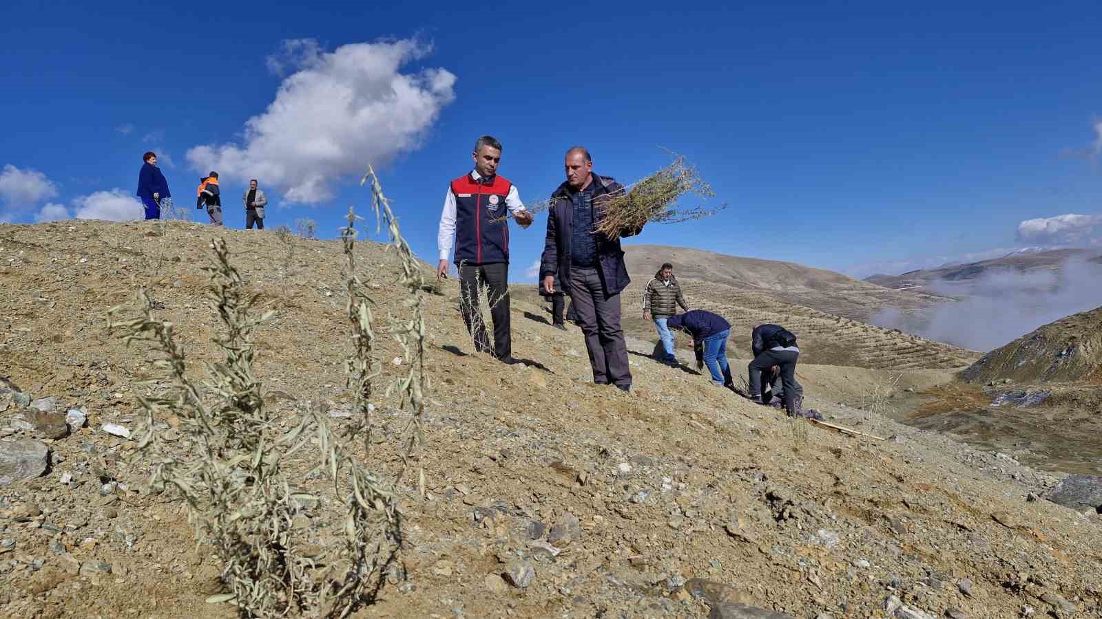 Meralara tuz çalısı fidesi dikimi yapıldı
