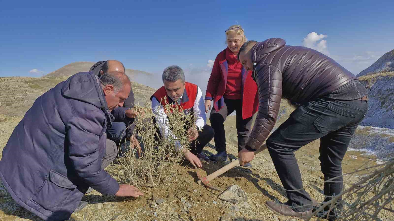 Meralara tuz çalısı fidesi dikimi yapıldı
