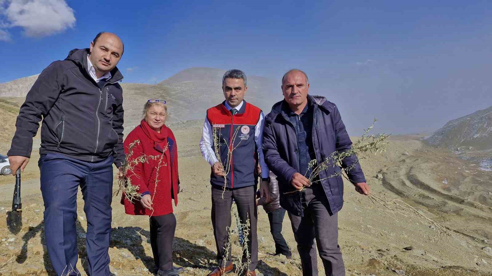 Meralara tuz çalısı fidesi dikimi yapıldı
