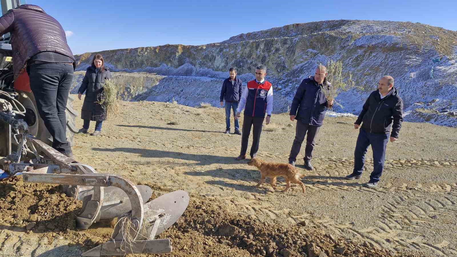 Meralara tuz çalısı fidesi dikimi yapıldı
