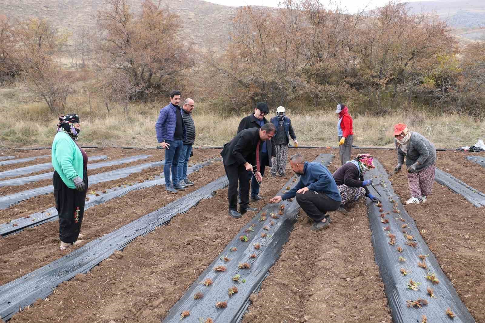 Tatlısu köyü, Çileğin merkezi olacak
