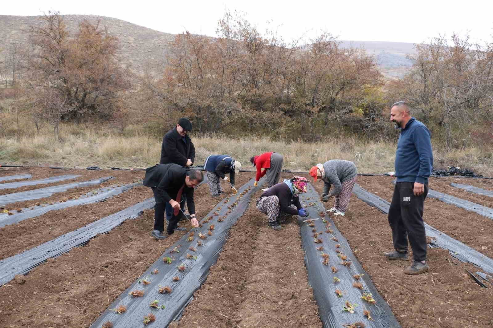 Tatlısu köyü, Çileğin merkezi olacak
