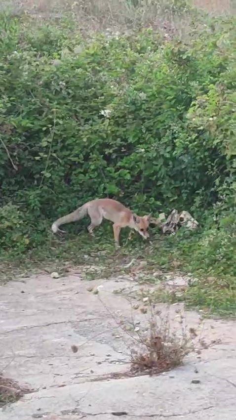 ‘Tilki acıktığında bir çocuk gibi bizim yolumuzu gözlüyor’ diyen adam 6 aydır yayla komşusu olan tilkiyi besliyor
