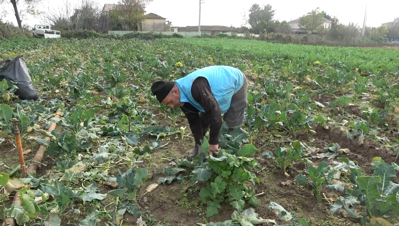 Bafra Ovası’nda brokoli ve karnabaharda ’altın’ sezon
