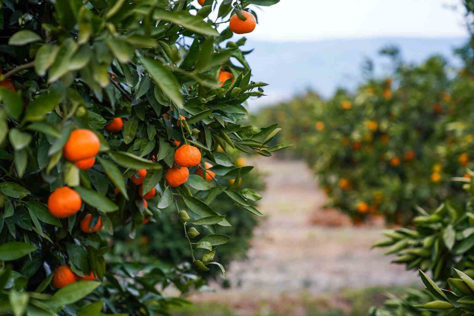 Seferihisar’da Mandalina Şenliği heyacanı
