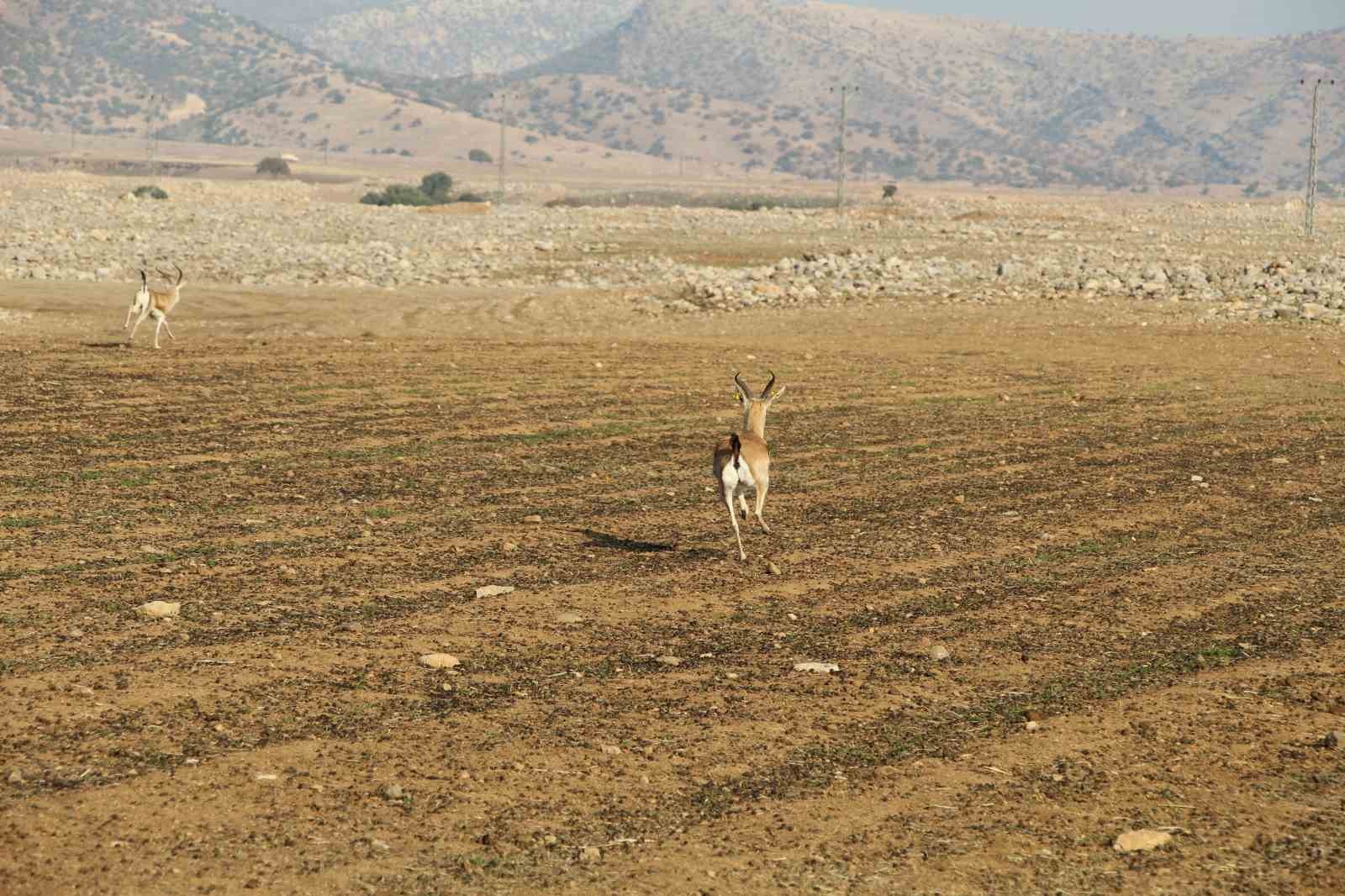 Cudi Dağı’na 30 ceylan bırakıldı
