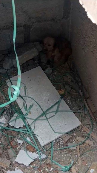 Havuz makine dairesi inşaatına düşen köpeği inşaat çalışanları kurtardı
