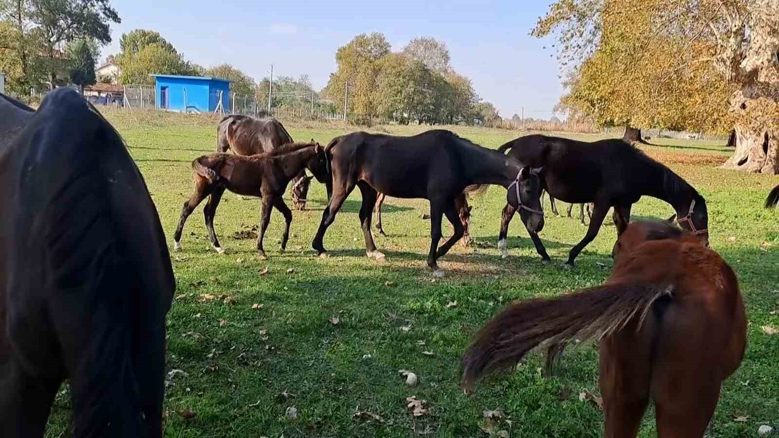 At sevgisiyle başlayan hobi hipodromda devam ediyor: Kurduğu tesiste yarış atı üretiyor
