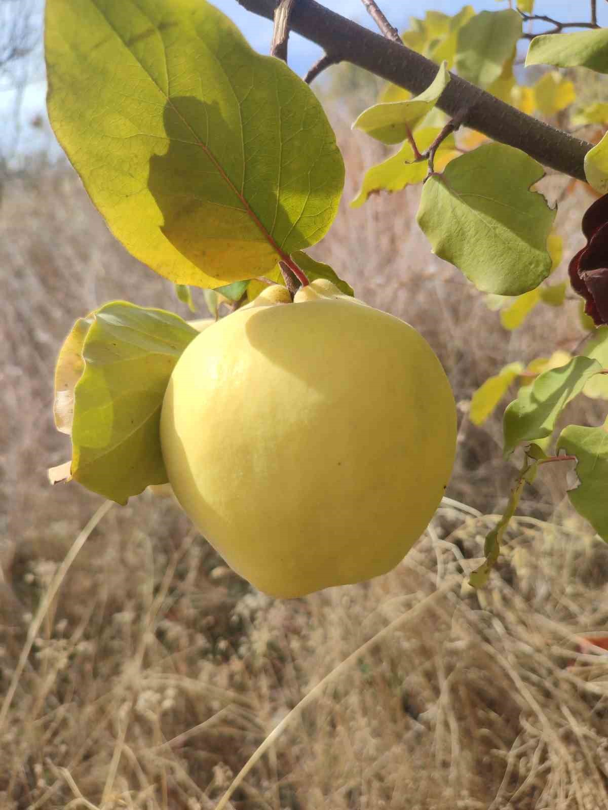 Gördes’te ayva zamanı
