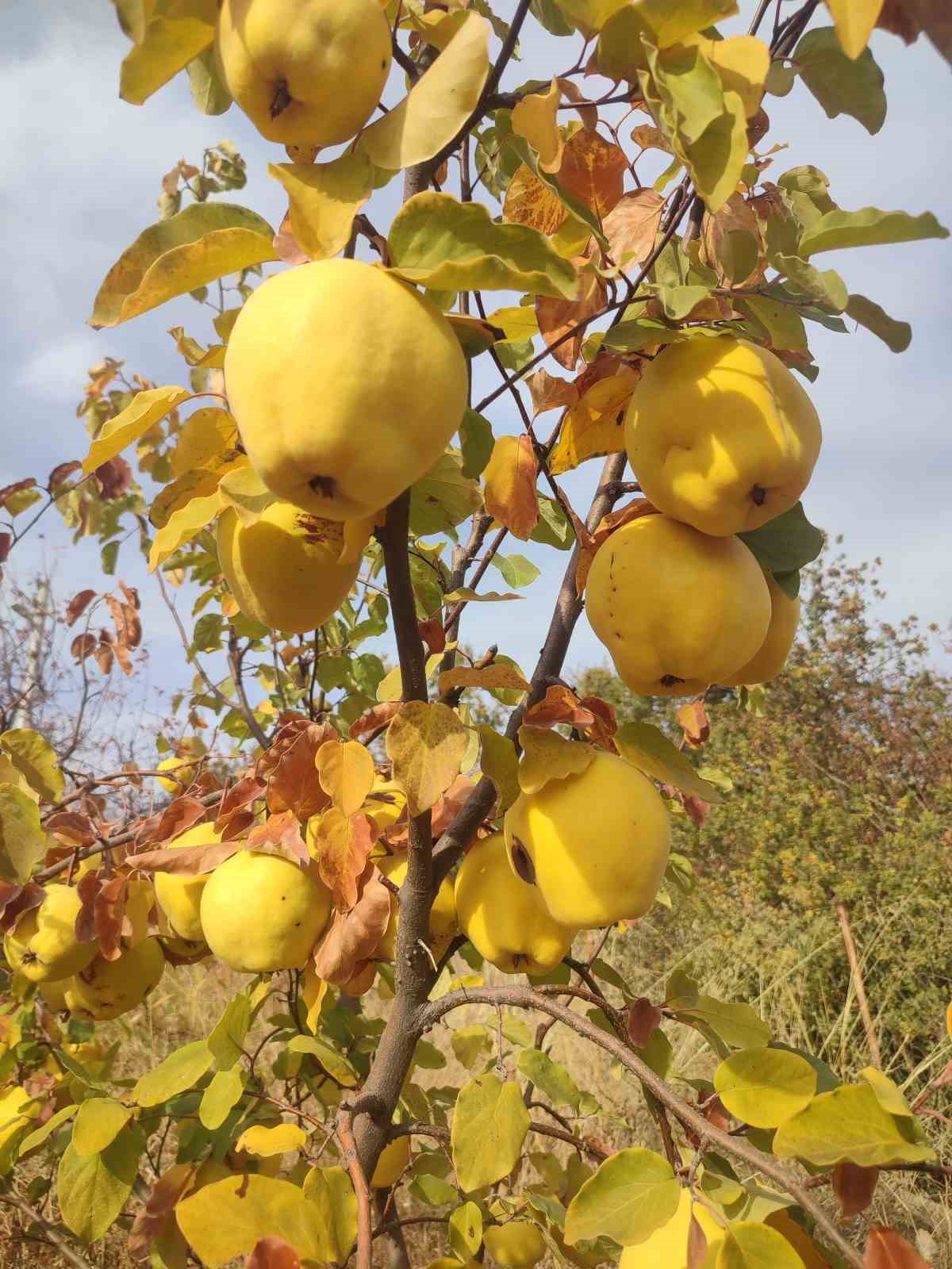 Gördes’te ayva zamanı
