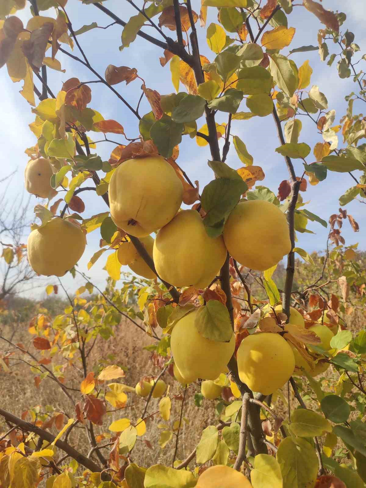 Gördes’te ayva zamanı
