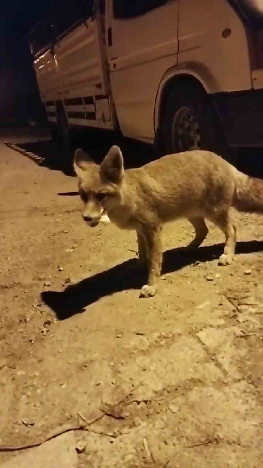 Gümüşhane’de tilkiler köyün maskotu oldu
