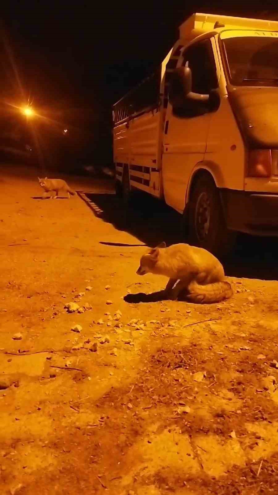 Gümüşhane’de tilkiler köyün maskotu oldu
