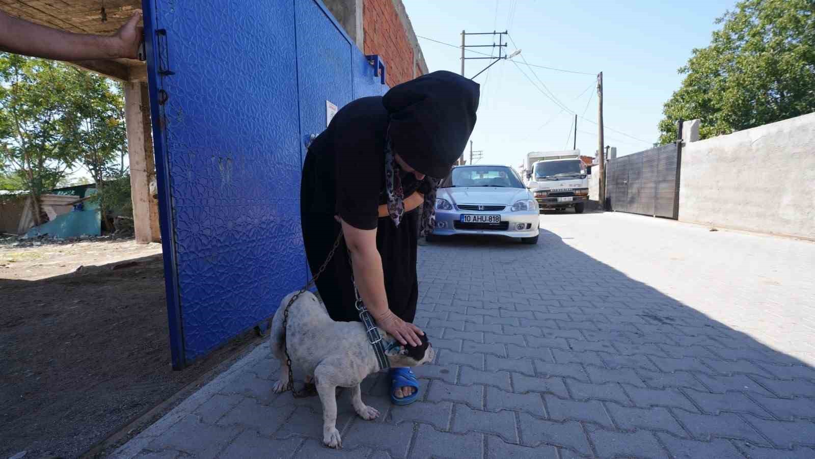 Balıkesir sokaktaki canlara sahip çıkıyor, sahipsiz bırakmıyor
