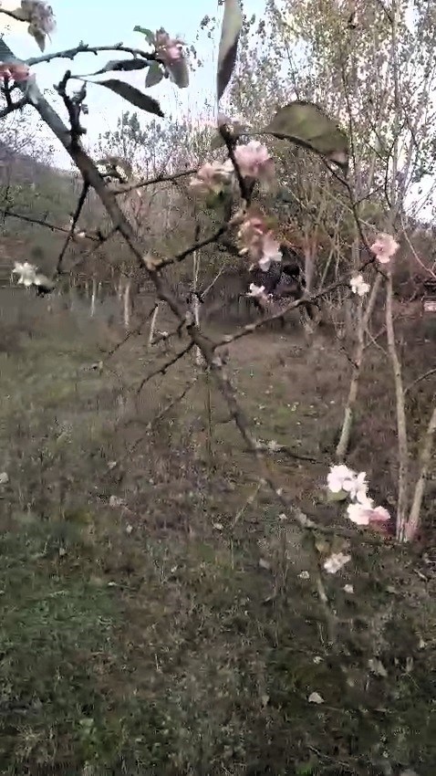 Karabük’te elma ağacı Kasım ayında ikinci kez çiçek açtı
