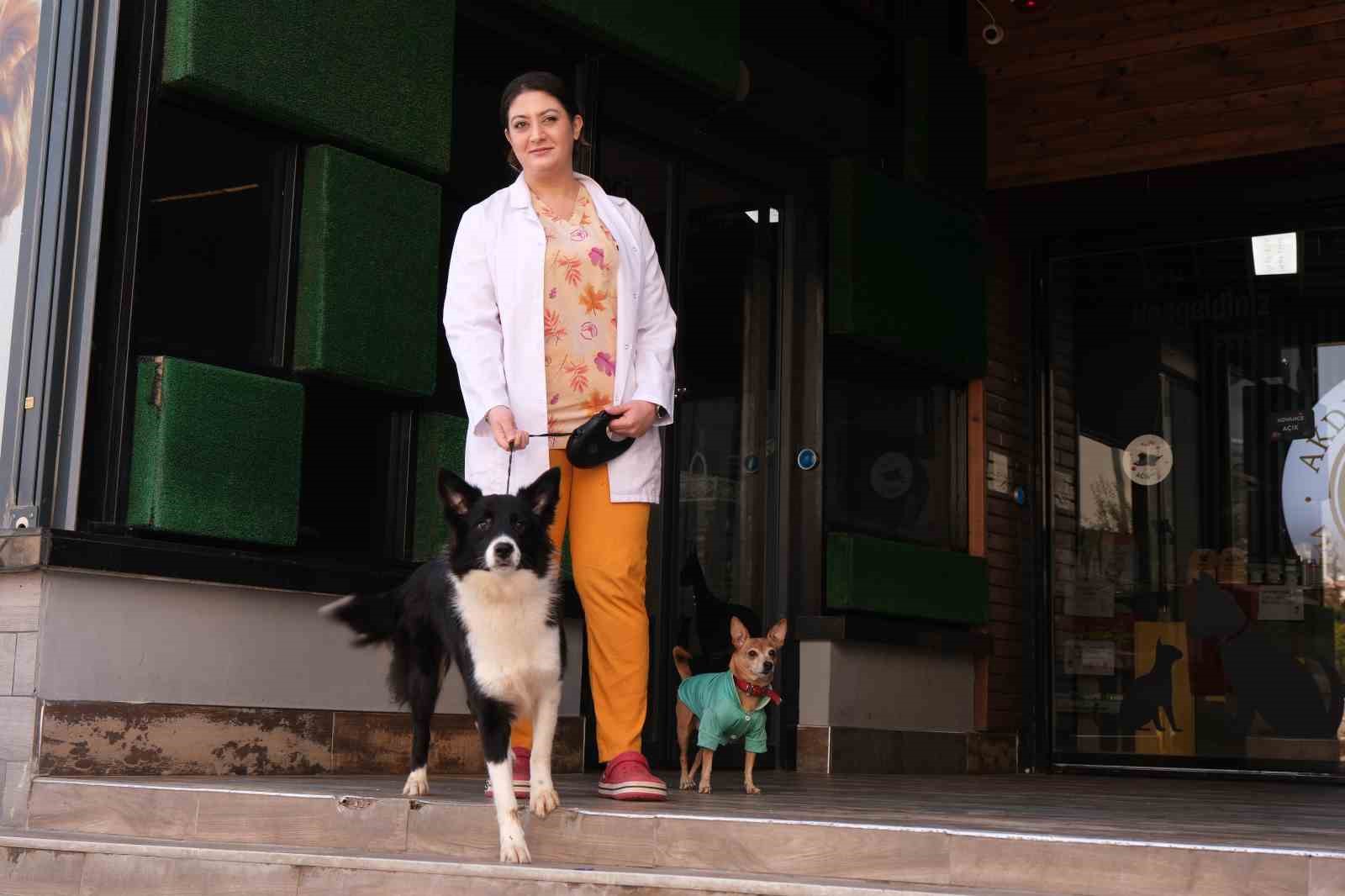 Klinikten yola fırlayan köpeklere araç çarptı: Bir köpek telef oldu, diğeri yaralandı
