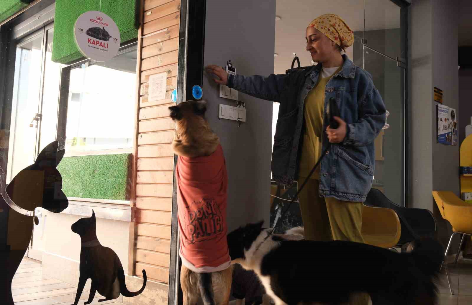 Klinikten yola fırlayan köpeklere araç çarptı: Bir köpek telef oldu, diğeri yaralandı
