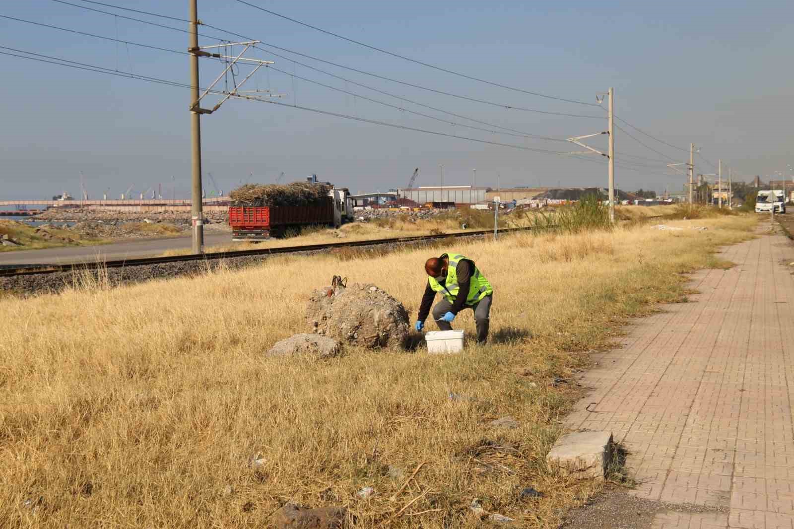 İstilacı farelerle mücadele için çalışma başlatıldı
