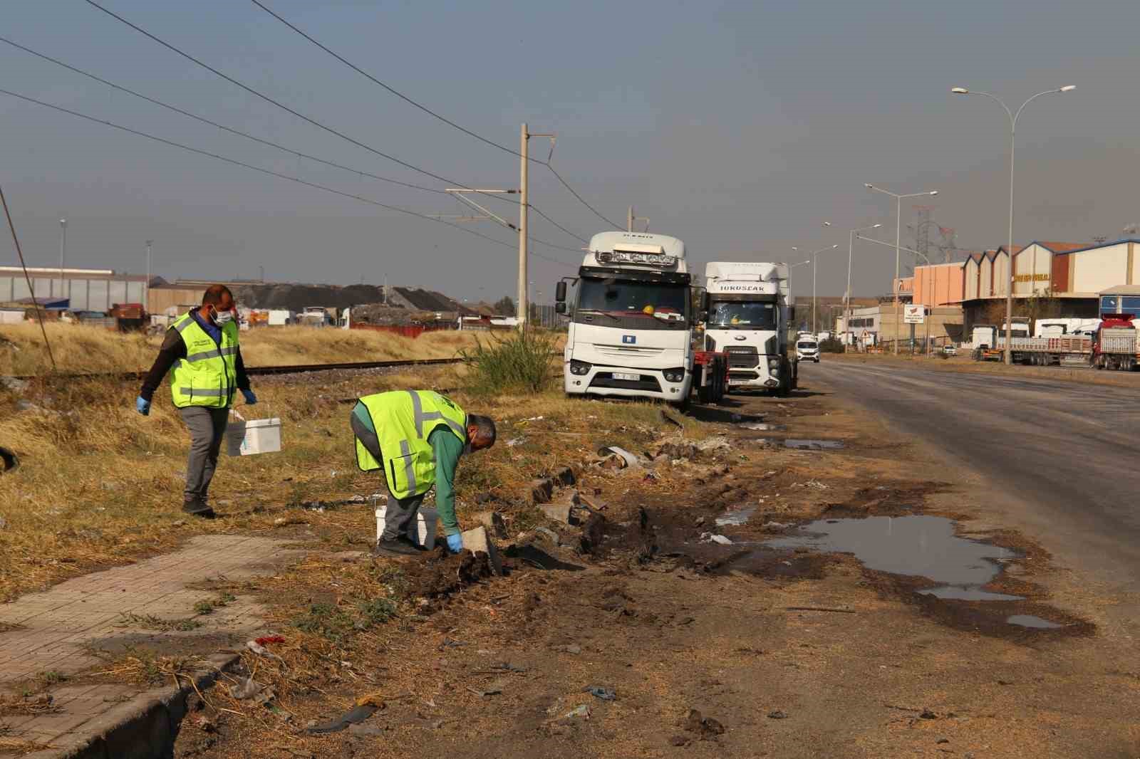 İstilacı farelerle mücadele için çalışma başlatıldı
