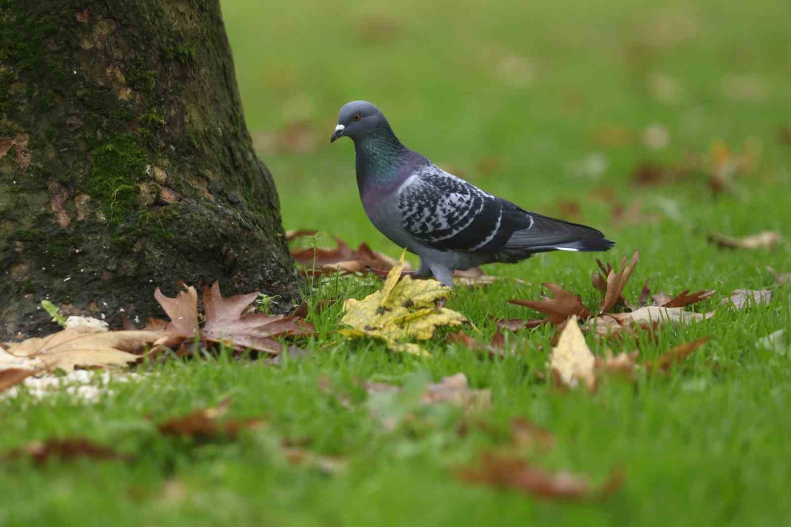 Bursa sonbahar renklerine büründü
