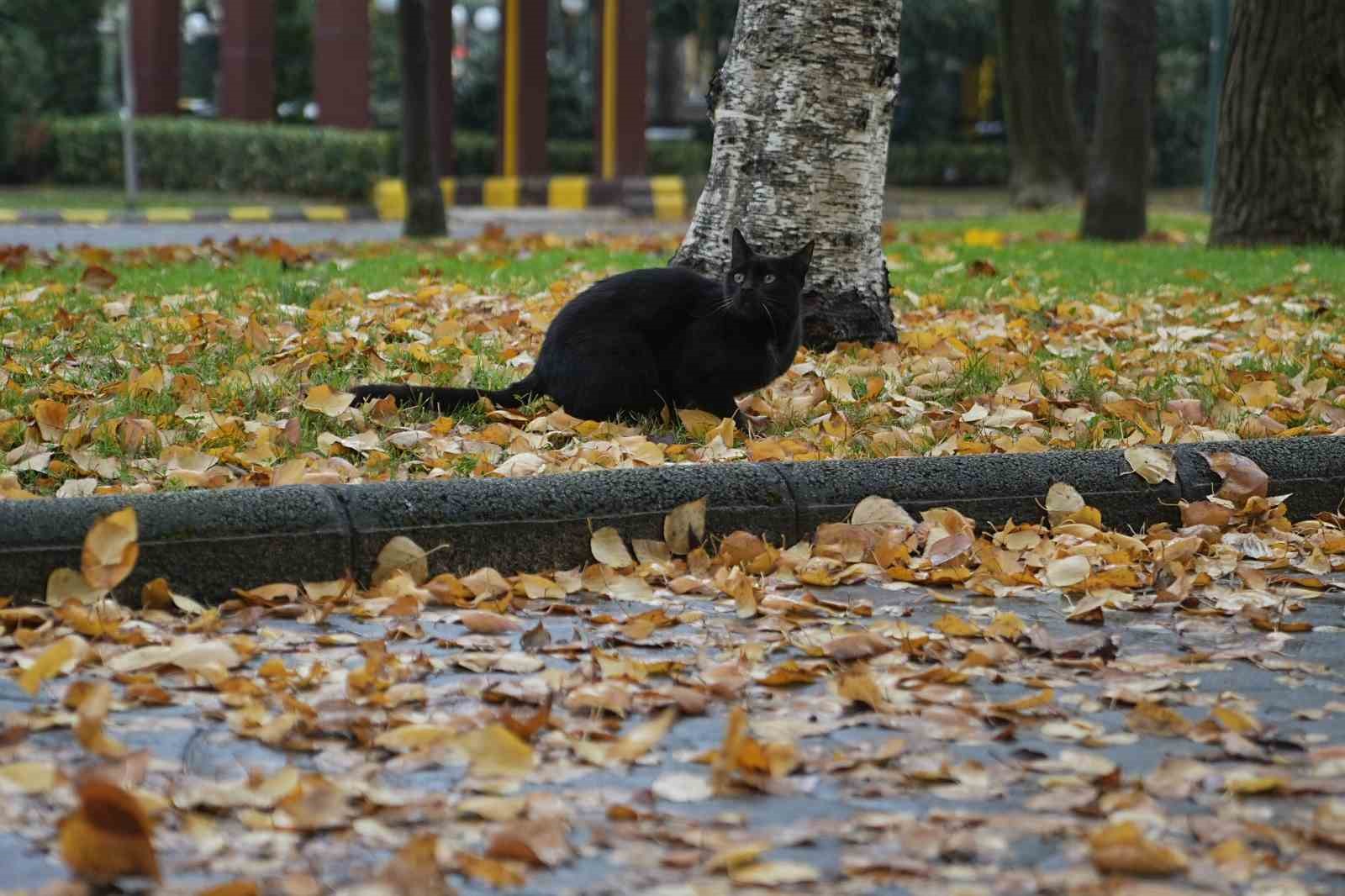 Bursa sonbahar renklerine büründü
