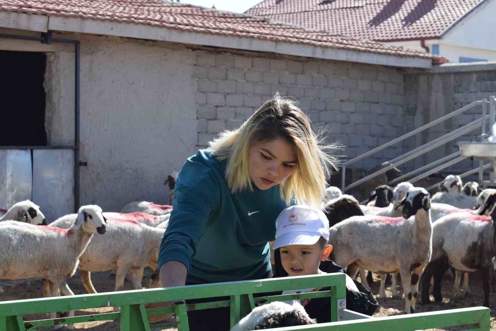 Üniversiteli anne hem koyunlarına hem de kendi kuzusuna bakıyor
