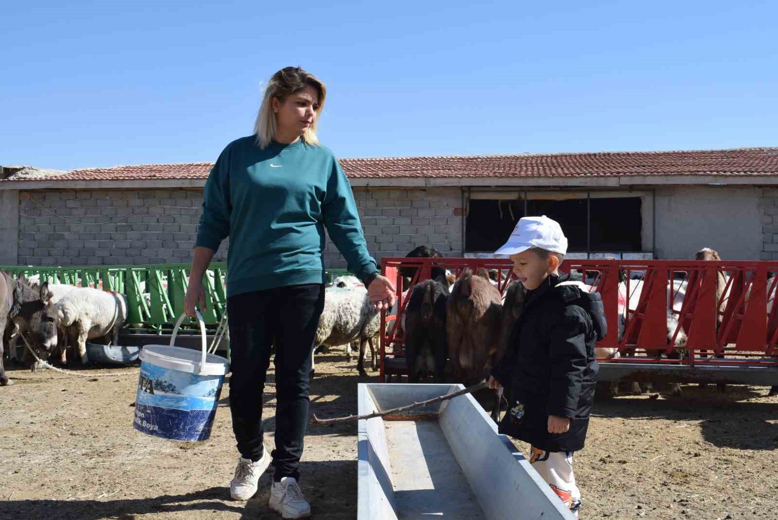 Üniversiteli anne hem koyunlarına hem de kendi kuzusuna bakıyor
