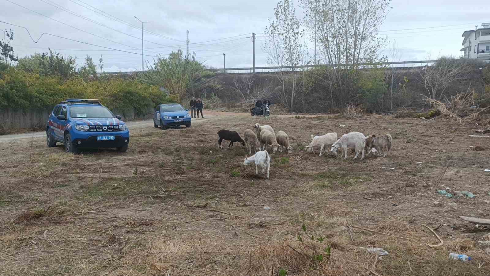 Sazlık alandaki yangına hortum ve bidonlarla müdahale ettiler
