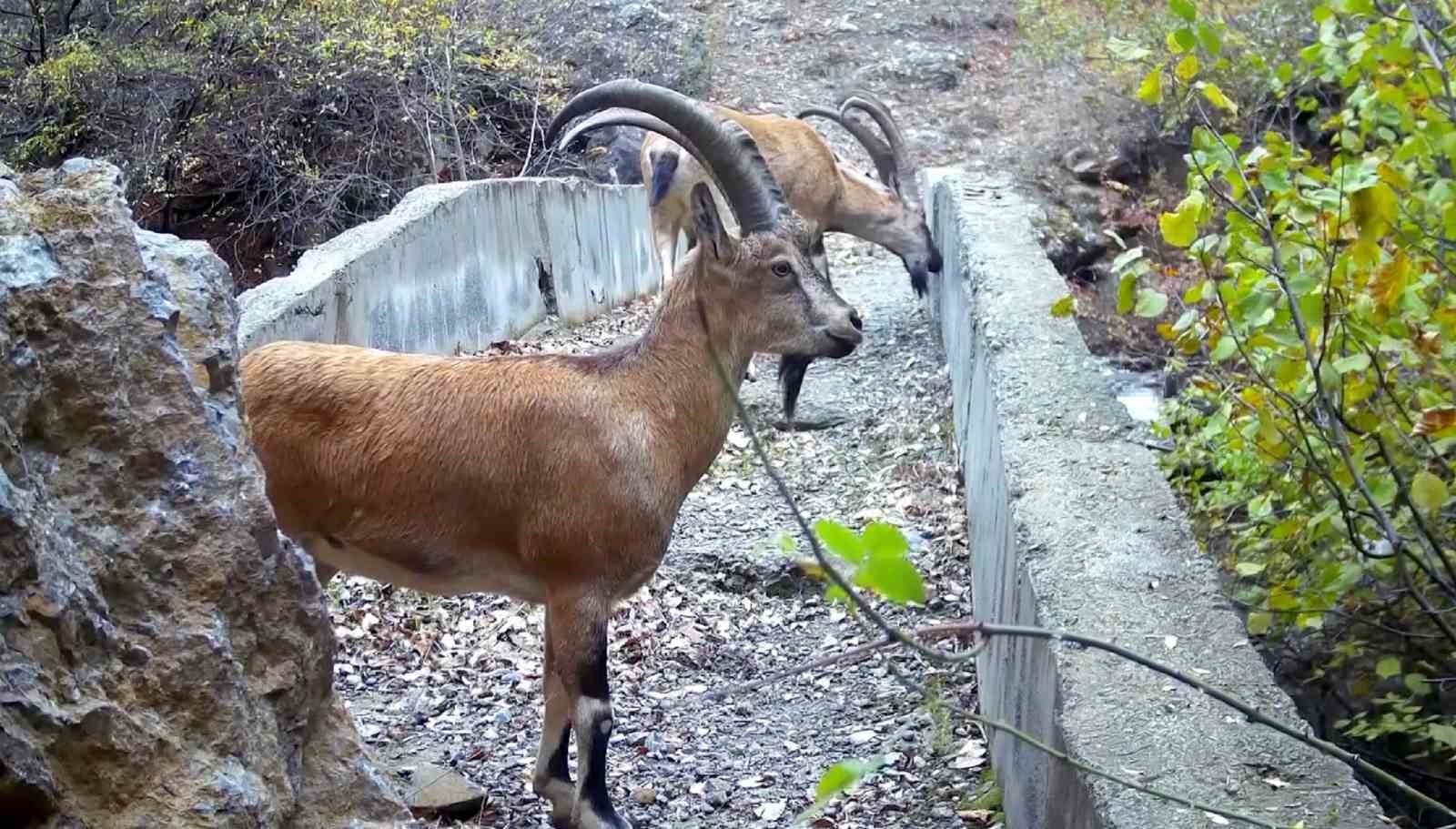 Yaban hayatı köprüsü, belgeselleri aratmayan görüntüler sundu
