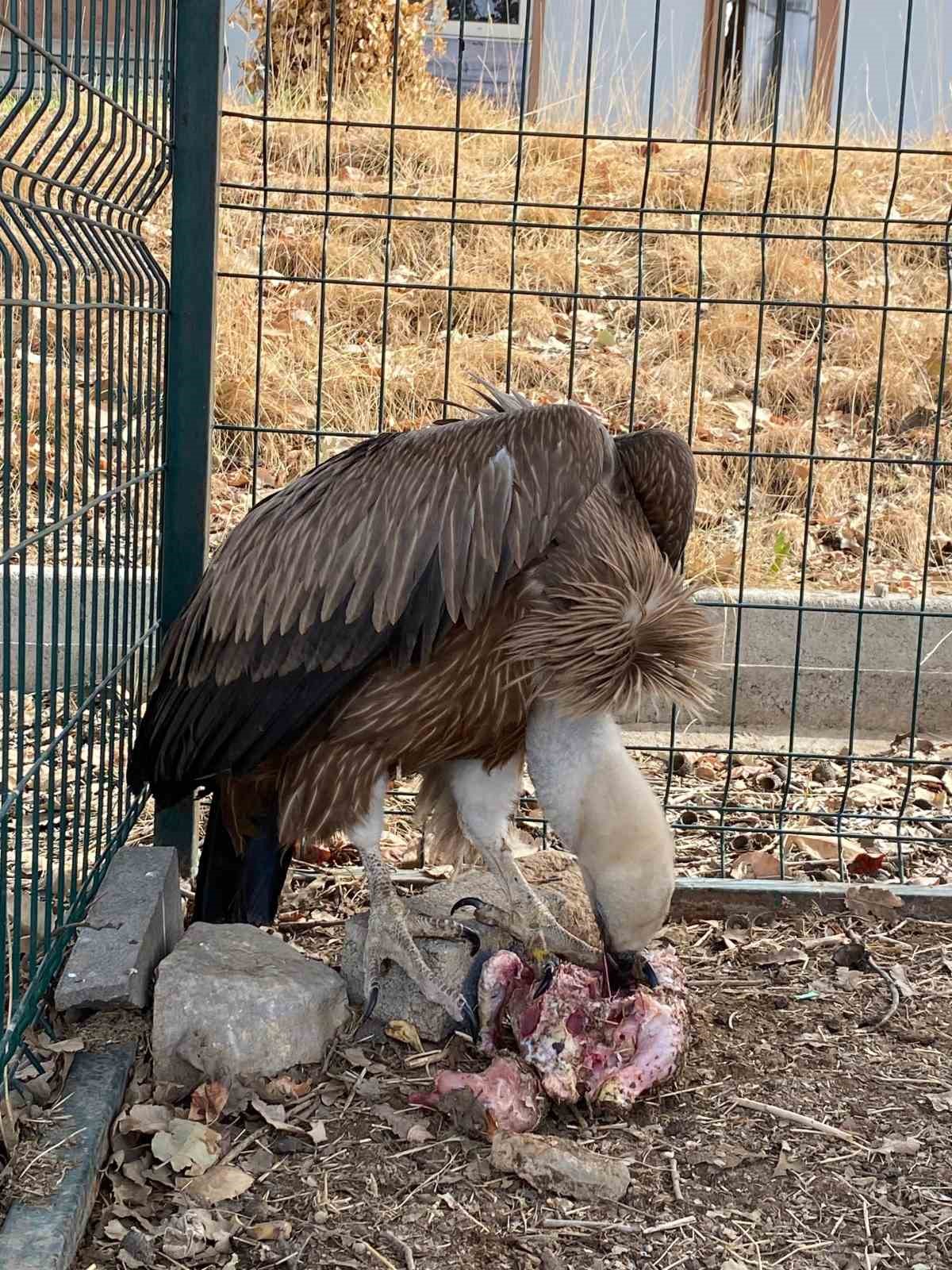 Şırnak’ta kızıl akbaba doğal yaşam alanına bırakıldı
