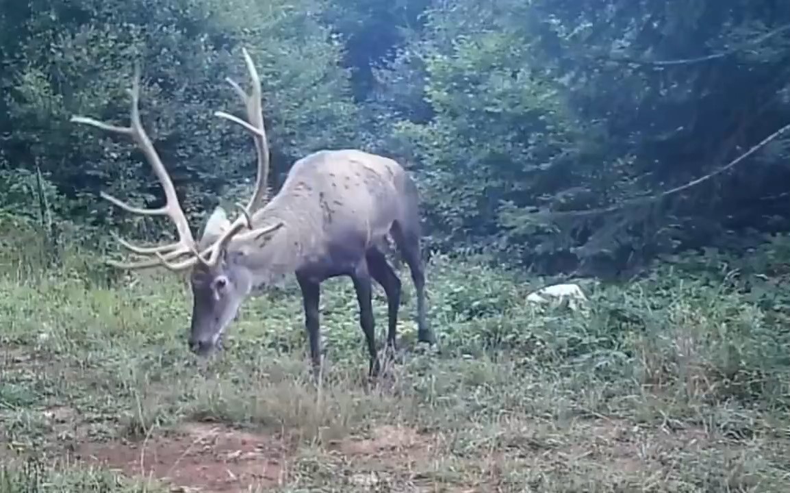 Samanlı Dağları’na salınan kızıl geyikler fotokapanlara yansıdı
