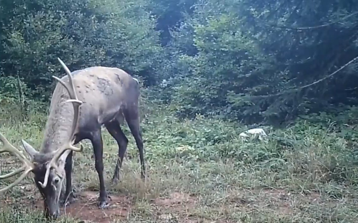 Samanlı Dağları’na salınan kızıl geyikler fotokapanlara yansıdı
