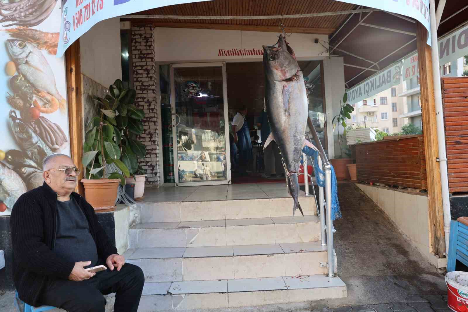 Balıkçı ağına insan boyunda orkinos takıldı
