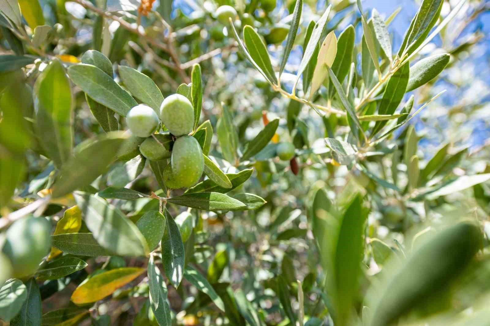 Zeytinde kalite kaybının önüne geçiliyor
