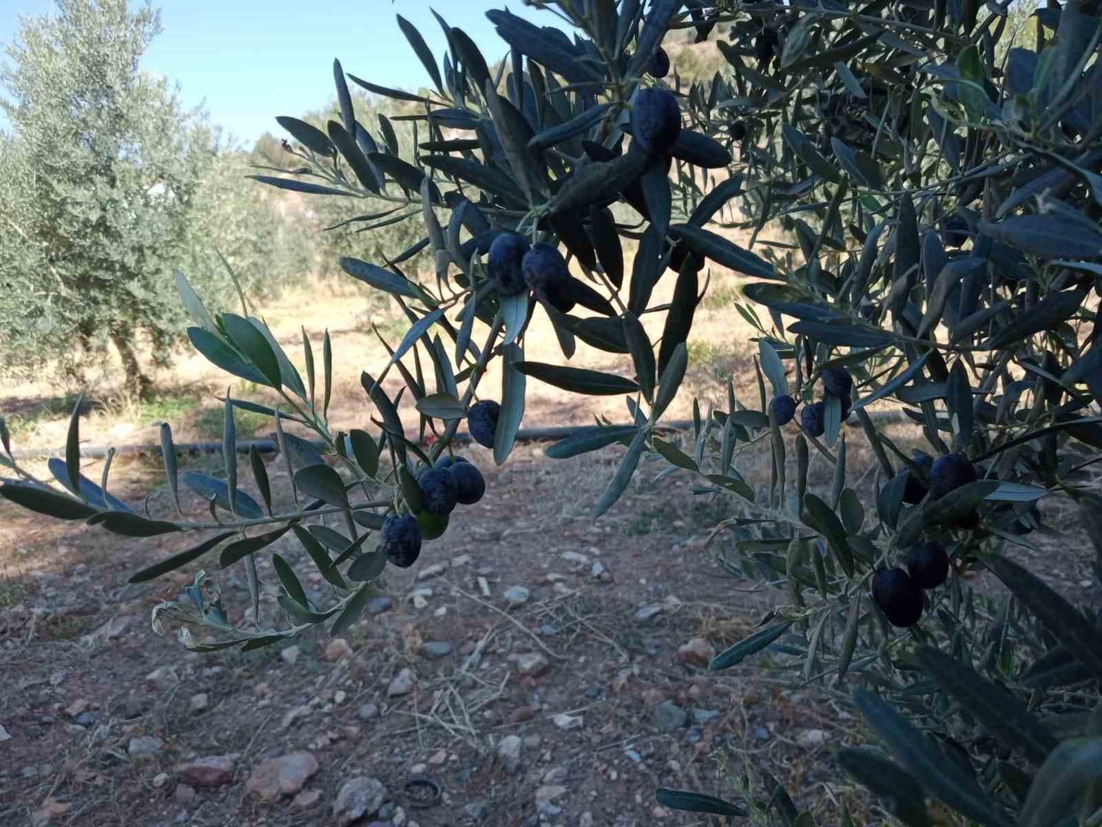 Eskişehir’de çiftçiler dönümden 2 ton zeytin aldı, yüzleri güldü
