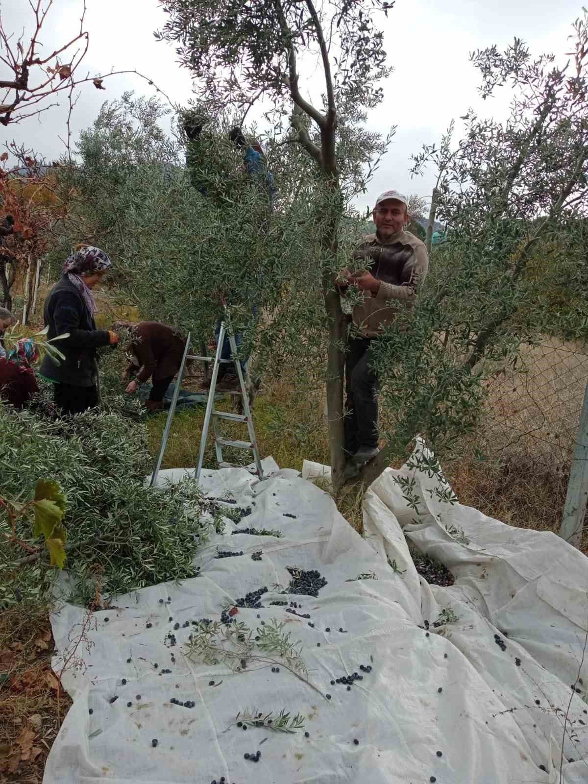 Eskişehir’de çiftçiler dönümden 2 ton zeytin aldı, yüzleri güldü
