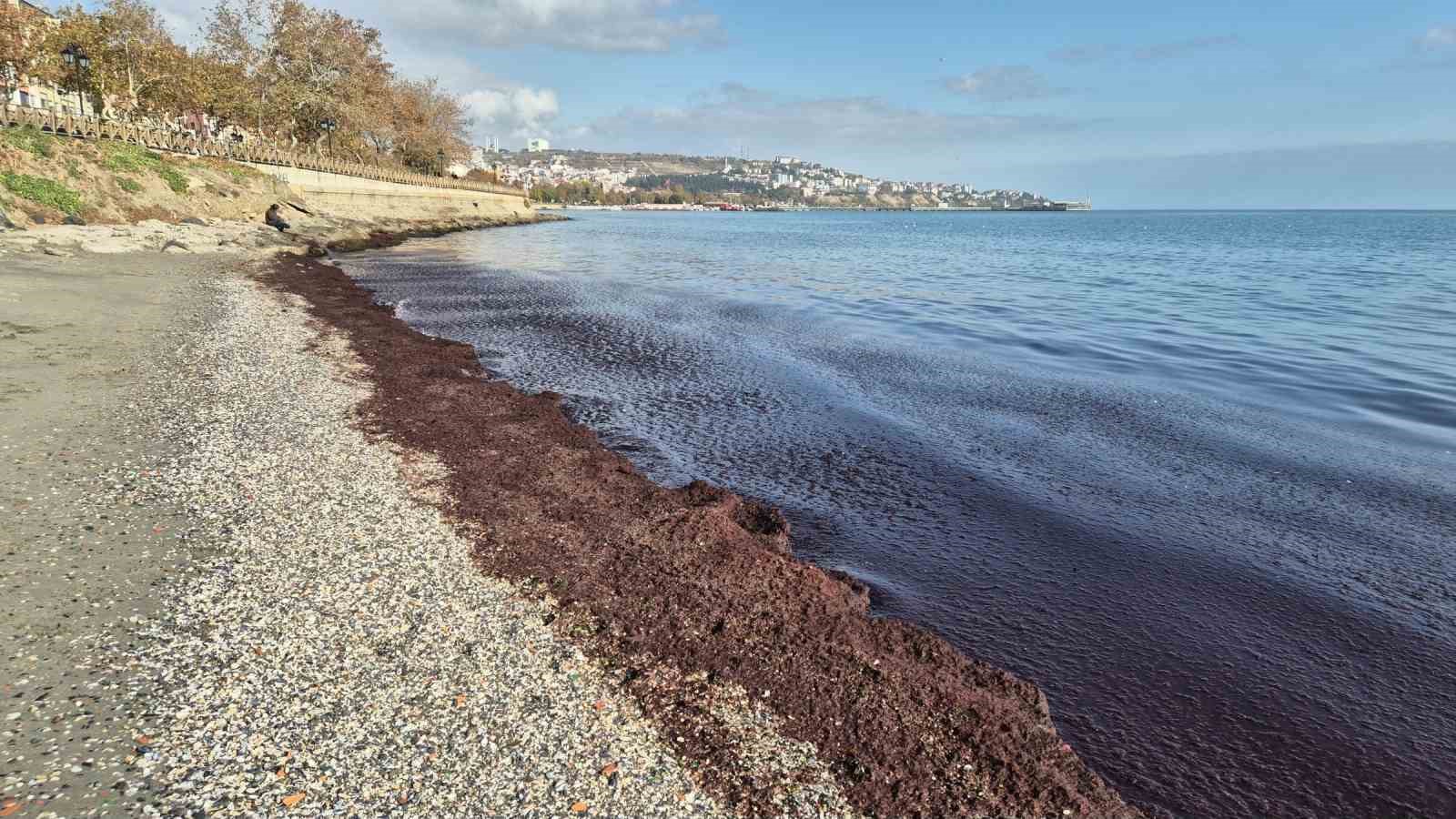 Denizde kızıl tablo
