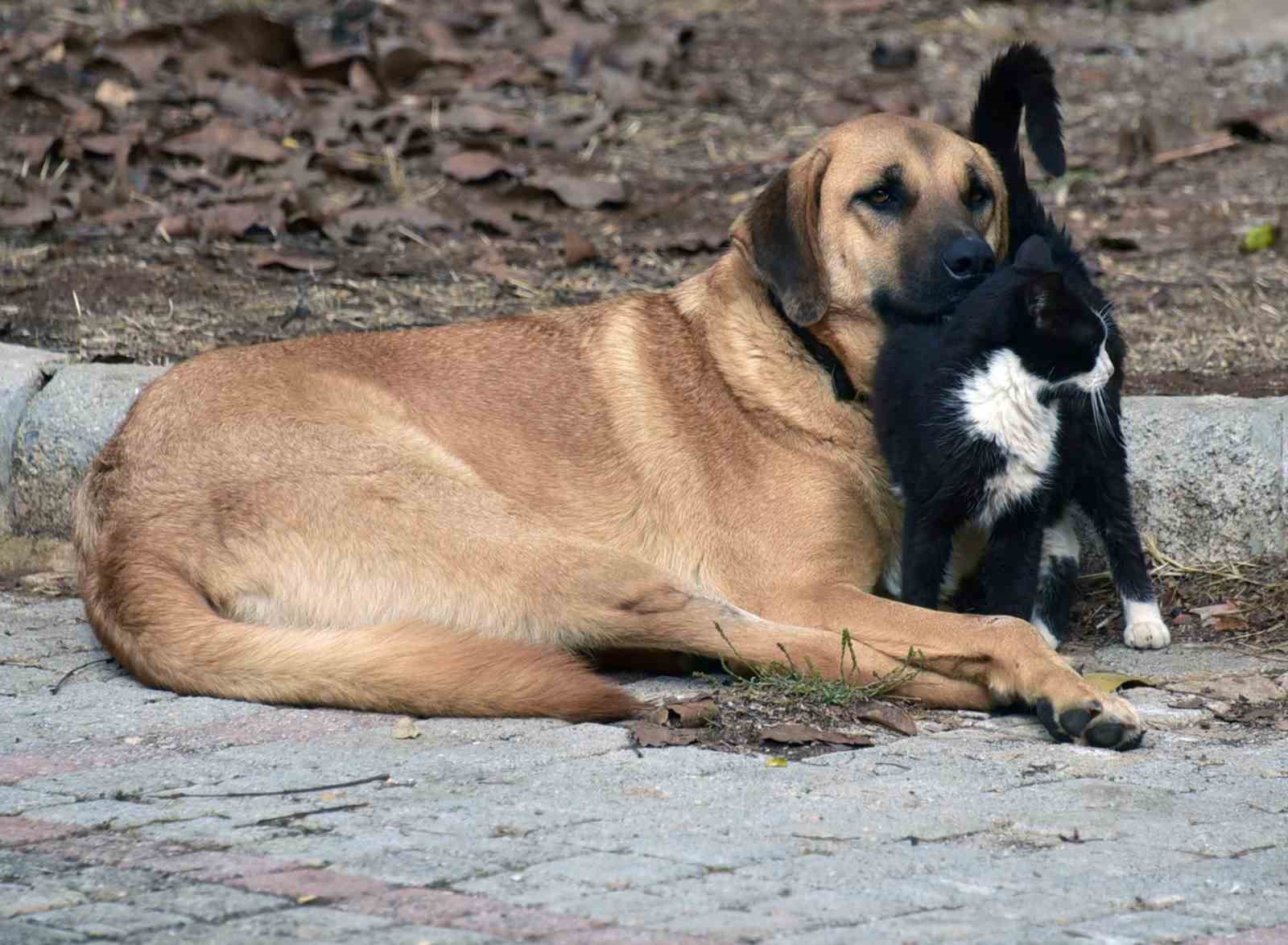 Bilginin sevgiyle bütünleştiği Muğla Sıtkı Koçman Üniversitesinden iç ısıtan fotoğraf
