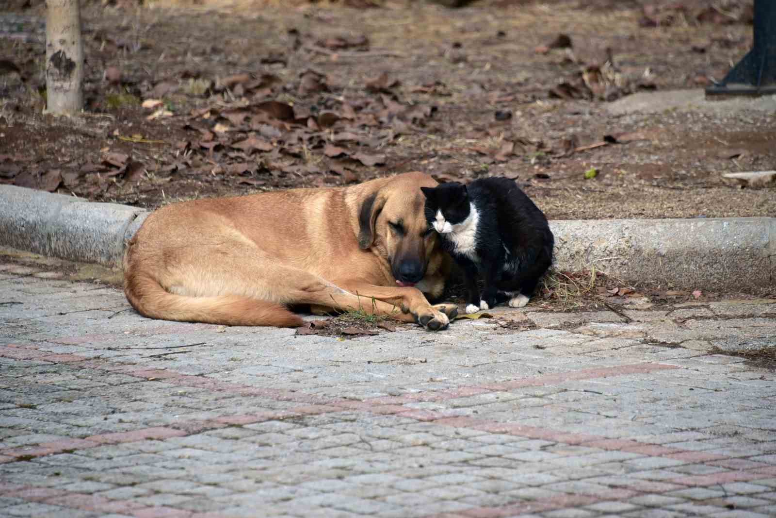 Bilginin sevgiyle bütünleştiği Muğla Sıtkı Koçman Üniversitesinden iç ısıtan fotoğraf
